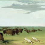 Buffalo and coyote-clad hunters on the great plains