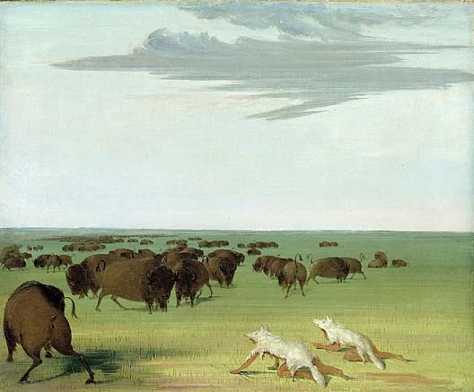 Buffalo and coyote-clad hunters on the great plains