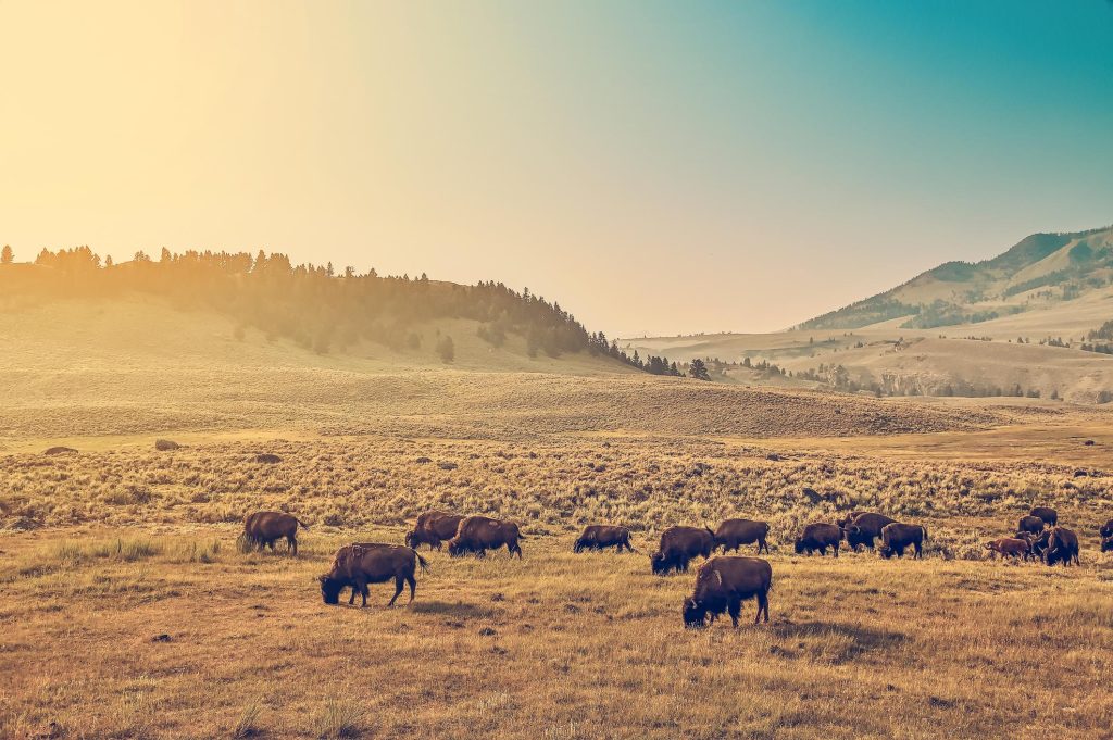 Buffalo grazing on the Great Plains