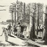 Colonial American timber industry